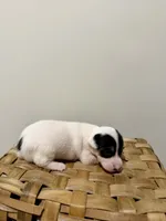 Sasha, a female Rat Terrier for sale in Pembroke, NC – 2 of 8