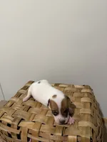 Jenny, a female Rat Terrier for sale in Pembroke, NC – 4 of 5