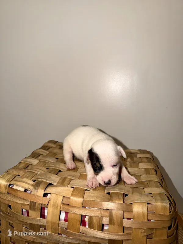 Zoey – Rat Terrier puppy for sale in Pembroke, NC