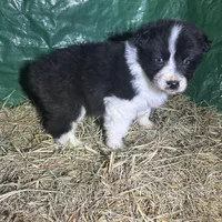 Beau, a male Australian Shepherd for sale in Pembroke, NC – Photo 3 of 3