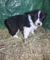 Beau, a male Australian Shepherd for sale in Pembroke, NC – Photo 3 of 3