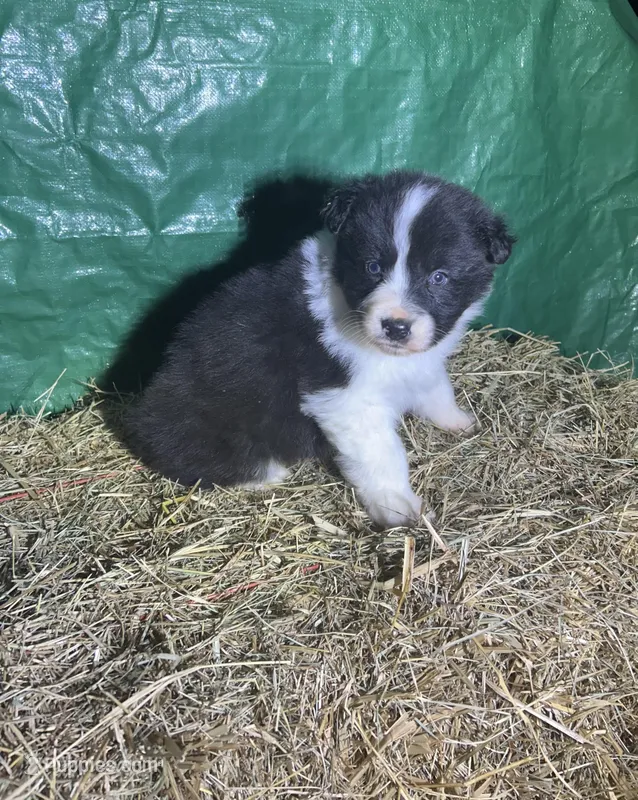 Beau, a male Australian Shepherd for sale in Pembroke, NC – Photo 1 of 3