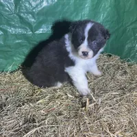 Beau, a male Australian Shepherd for sale in Pembroke, NC – Photo 1 of 3