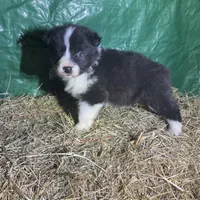 Beau, a male Australian Shepherd for sale in Pembroke, NC – Photo 2 of 3