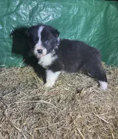 Beau, a male Australian Shepherd for sale in Pembroke, NC – Photo 2 of 3