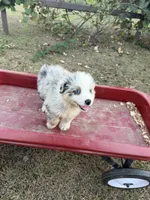 Reba, a female Australian Shepherd for sale in Pembroke, NC – 5 of 6