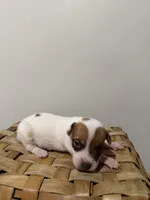 Jenny, a female Rat Terrier for sale in Pembroke, NC – 3 of 5