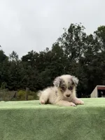 Lady, a female Australian Shepherd for sale in Pembroke, NC – 4 of 5