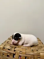 Sasha, a female Rat Terrier for sale in Pembroke, NC – 7 of 8