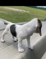 Maggie, a female Beagle for sale in Pembroke, NC – 2 of 2