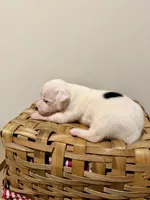 Zoey, a female Rat Terrier for sale in Pembroke, NC – 6 of 8