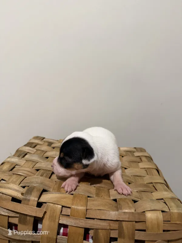 Sasha – Rat Terrier puppy for sale in Pembroke, NC