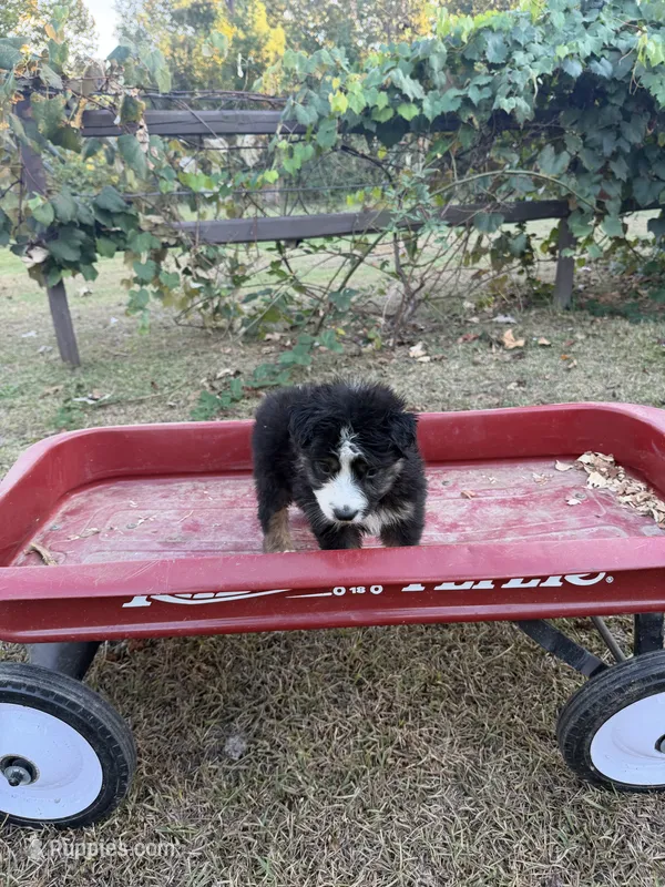 Hank  – Australian Shepherd puppy for sale in Pembroke, NC