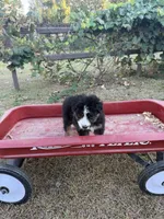Hank , a male Australian Shepherd for sale in Pembroke, NC – 1 of 5