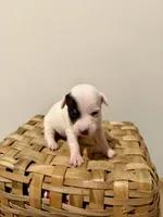 Zoey, a female Rat Terrier for sale in Pembroke, NC – 3 of 8