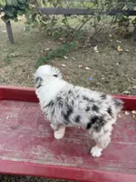 Reba, a female Australian Shepherd for sale in Pembroke, NC – 4 of 6