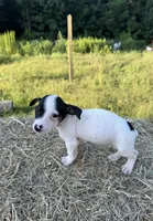 Roxy, a female Rat Terrier for sale in Pembroke, NC – 2 of 2