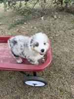 Reba, a female Australian Shepherd for sale in Pembroke, NC – 2 of 6