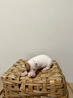 Willow, a female Rat Terrier for sale in Pembroke, NC – 5 of 6