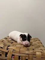 Sasha, a female Rat Terrier for sale in Pembroke, NC – 3 of 8