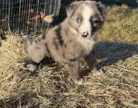 River, a female Australian Shepherd for sale in Pembroke, NC – 3 of 8