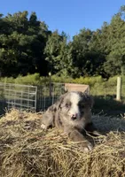 River, a female Australian Shepherd for sale in Pembroke, NC – 4 of 8