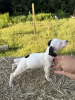 Belle, a female Rat Terrier for sale in Pembroke, NC – 2 of 2