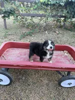Hank , a male Australian Shepherd for sale in Pembroke, NC – 4 of 5