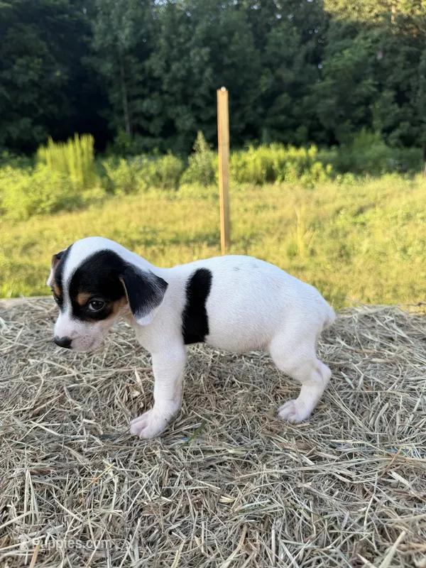Dixie – Rat Terrier puppy for sale in Pembroke, NC