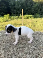 Dixie, a female Rat Terrier for sale in Pembroke, NC – 1 of 3