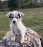 Rosie, a female Australian Shepherd for sale in Pembroke, NC – 4 of 5