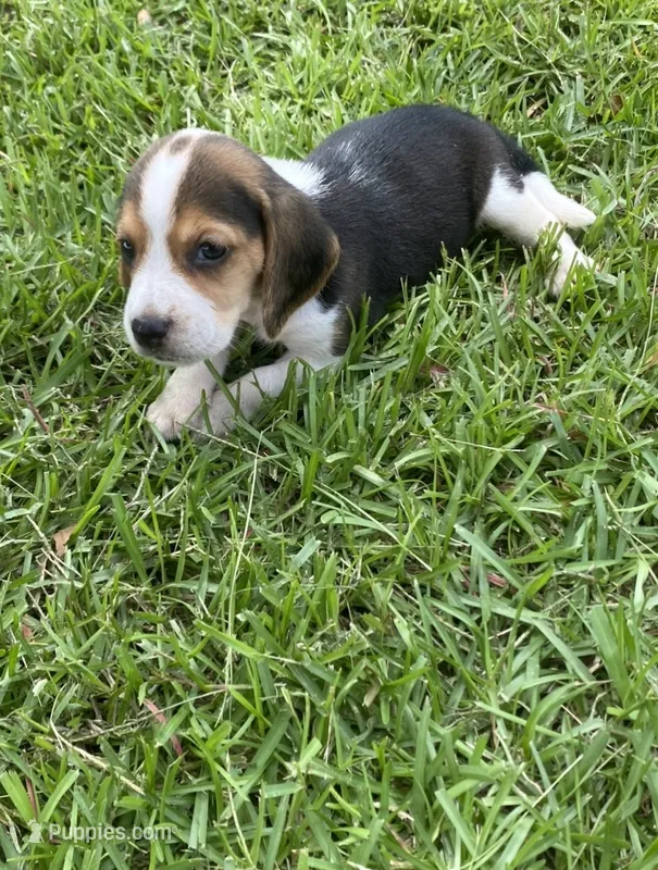 Jax  – Beagle puppy for sale in Pembroke, NC