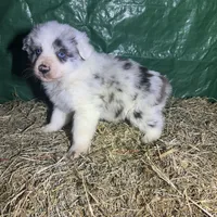 Hank , a male Australian Shepherd for sale in Pembroke, NC – Photo 3 of 3