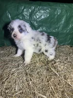 Hank , a male Australian Shepherd for sale in Pembroke, NC – Photo 3 of 3