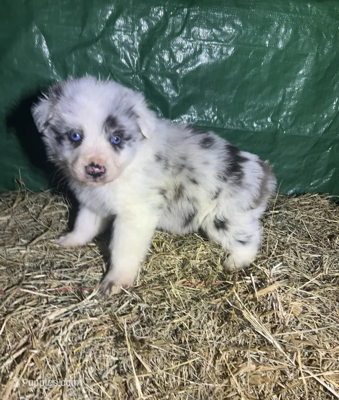 Hank , a male Australian Shepherd for sale in Pembroke, NC – Photo 1 of 3