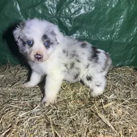 Hank , a male Australian Shepherd for sale in Pembroke, NC – Photo 1 of 3