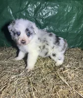 Hank , a male Australian Shepherd for sale in Pembroke, NC – Photo 1 of 3