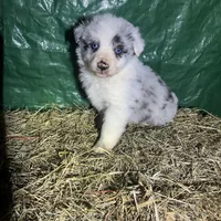 Hank , a male Australian Shepherd for sale in Pembroke, NC – Photo 2 of 3