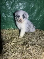 Hank , a male Australian Shepherd for sale in Pembroke, NC – Photo 2 of 3
