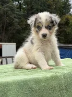Lady, a female Australian Shepherd for sale in Pembroke, NC – 2 of 5