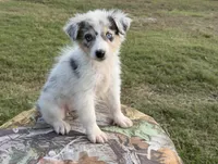 Rosie, a female Australian Shepherd for sale in Pembroke, NC – 3 of 5