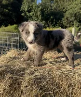 River, a female Australian Shepherd for sale in Pembroke, NC – 7 of 8