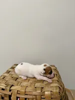 Jenny, a female Rat Terrier for sale in Pembroke, NC – 5 of 5