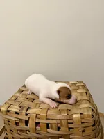 Willow, a female Rat Terrier for sale in Pembroke, NC – 3 of 6