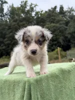 Lady, a female Australian Shepherd for sale in Pembroke, NC – 5 of 5
