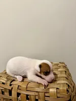 Willow, a female Rat Terrier for sale in Pembroke, NC – 2 of 6