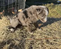 River, a female Australian Shepherd for sale in Pembroke, NC – 6 of 8