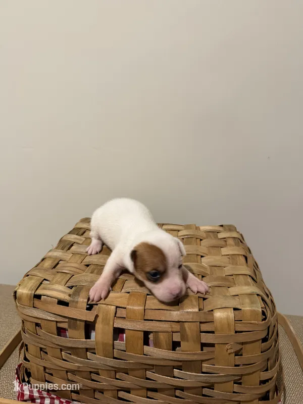 Willow – Rat Terrier puppy for sale in Pembroke, NC