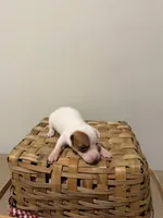 Willow, a female Rat Terrier for sale in Pembroke, NC – 1 of 6