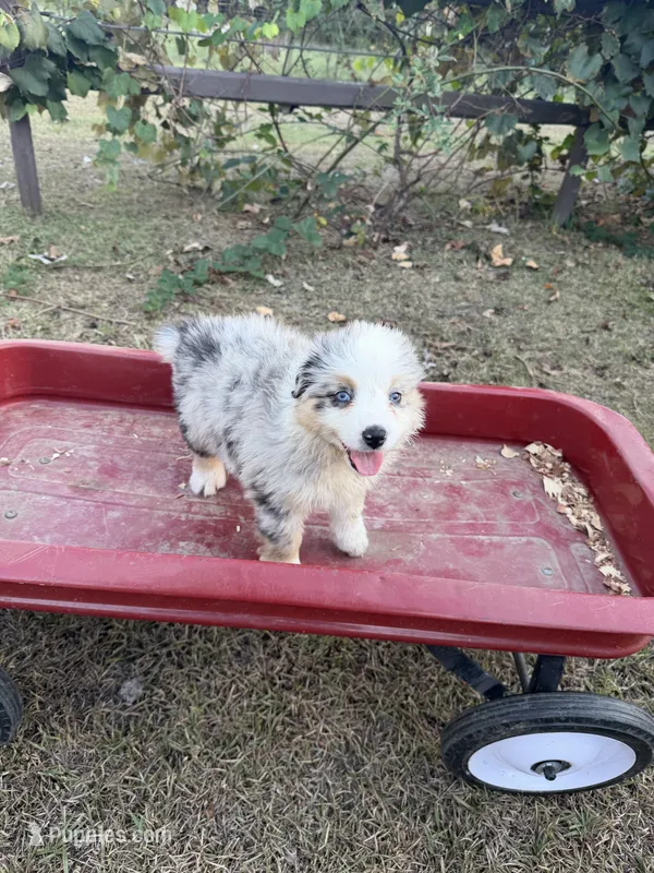 Reba – Australian Shepherd puppy for sale in Pembroke, NC